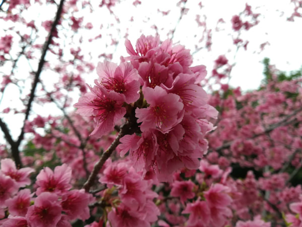HUAWEI P10 lite作例:桜の花びらを接写