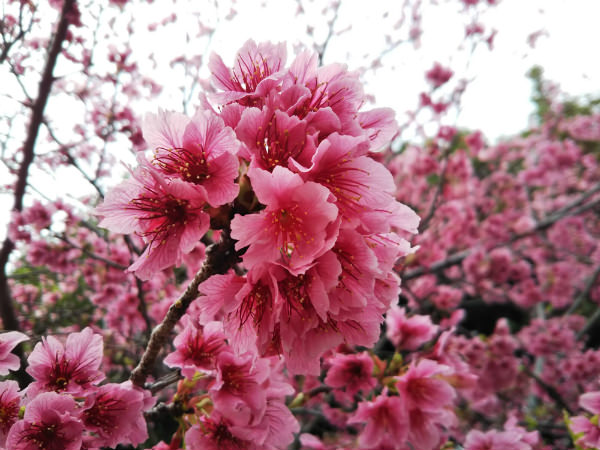 AQUOS sense lite作例:桜の花びらを接写