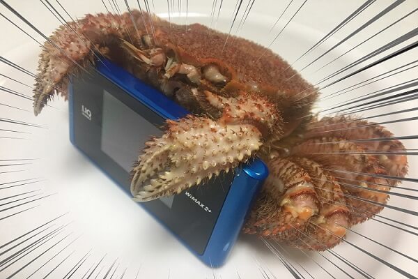 毛ガニ(北海道産)