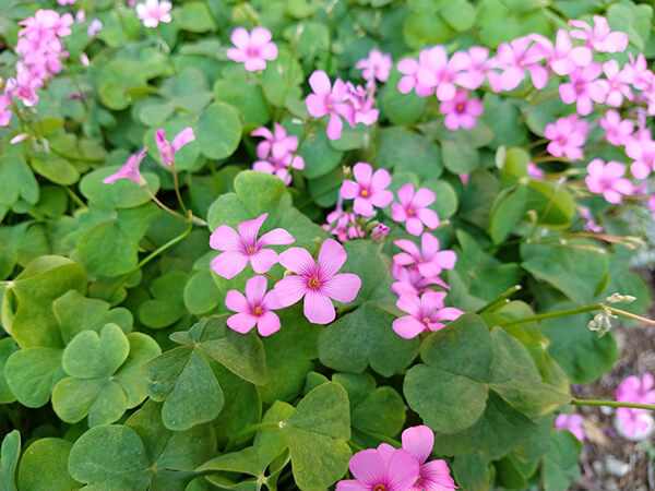 moto z3 playのカメラ