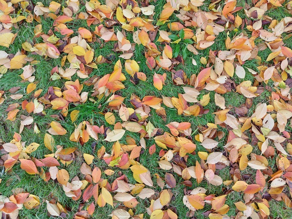 芝生と葉っぱの写真