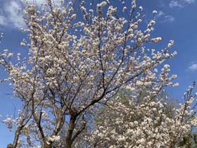 iPhoneで撮影した桜