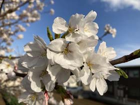 iPhoneで撮影した接写の桜