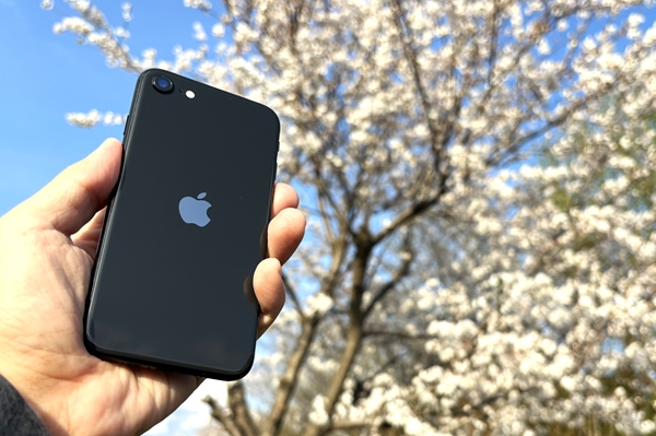 桜背景に手に持ったiPhone
