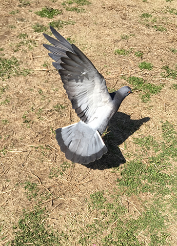 ばっさばさと羽を広げる鳩。結構な迫力だ