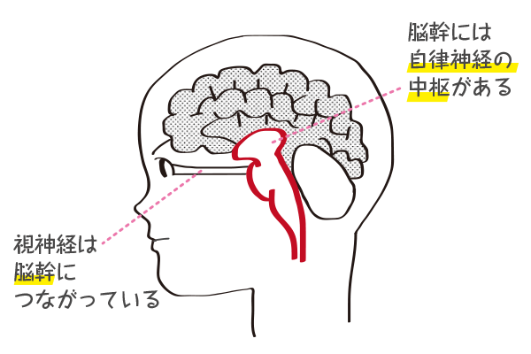 脳の仕組みの図