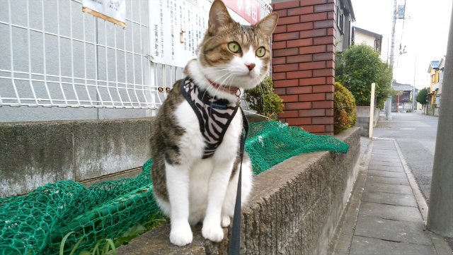 余程速く動かない限りは動物の撮影もラクラク可能です。モデルは筆者宅に居候しているネコの「十兵衛」