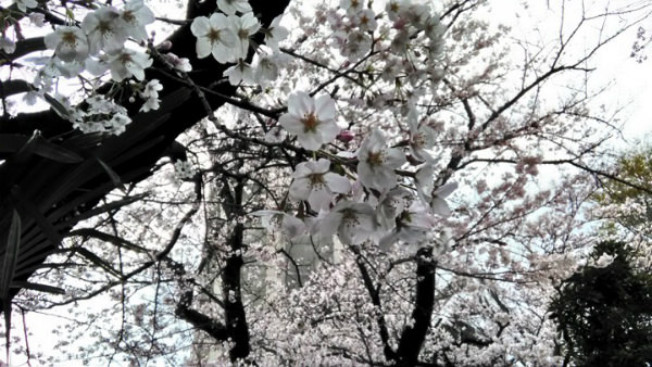 桜