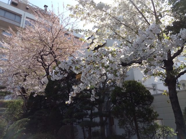 ZTE Blade V6 カメラ作例:桜