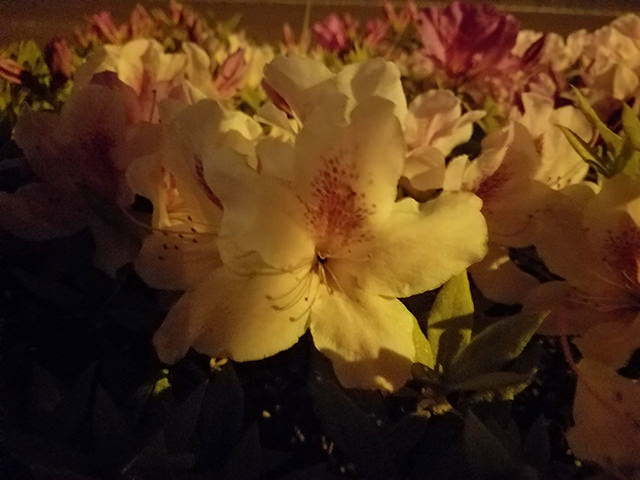 夜に撮影した花