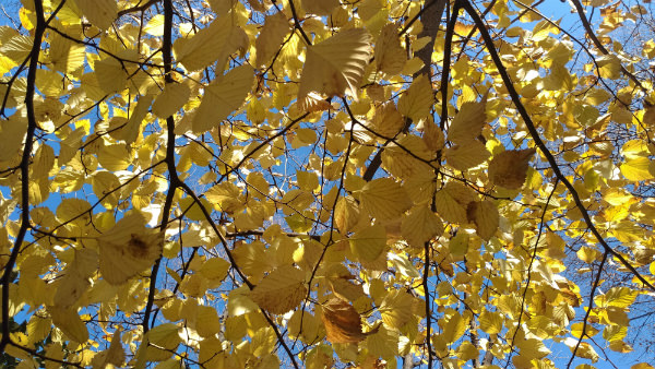 ZenFone 3 Ultra カメラ作例：青空と黄色の葉