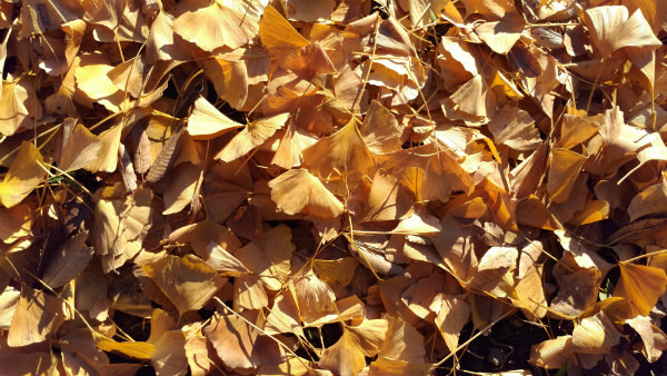 ZenFone 3 Ultra カメラ作例：青空と黄色の葉