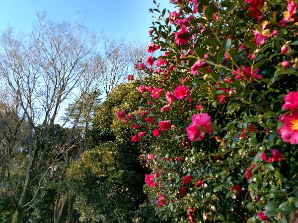 内蔵カメラ