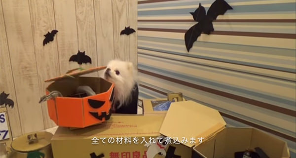 Mio’s キッチン (ポメラニアンのハロウィンだよ!)その②