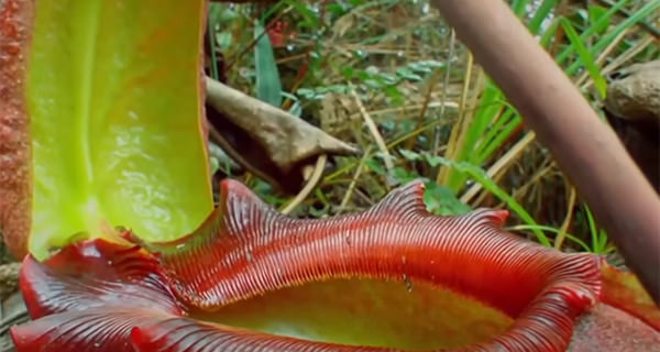 世界10の驚異の植物