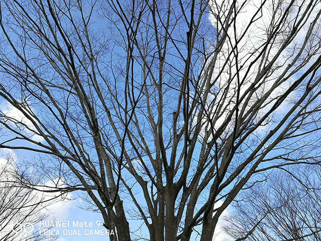 日中に撮影した木々の枝