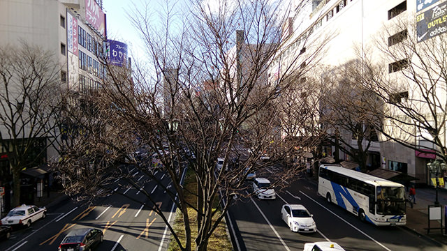 仙台駅前の街路樹