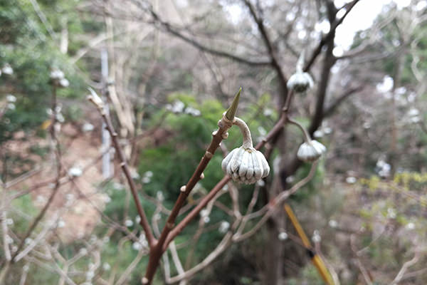 Mate 9 カメラ作例 近距離にピントを合わせれば背景のボケた味のある写真