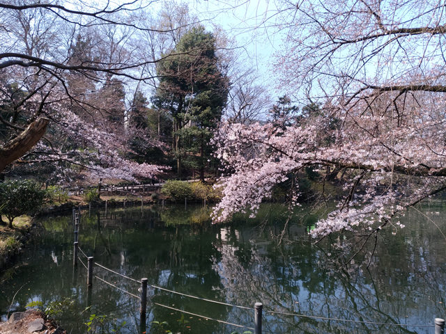 桜