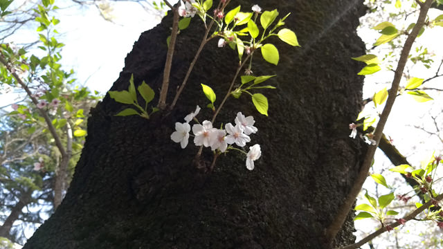 Moto G5 Plus カメラ作例:桜