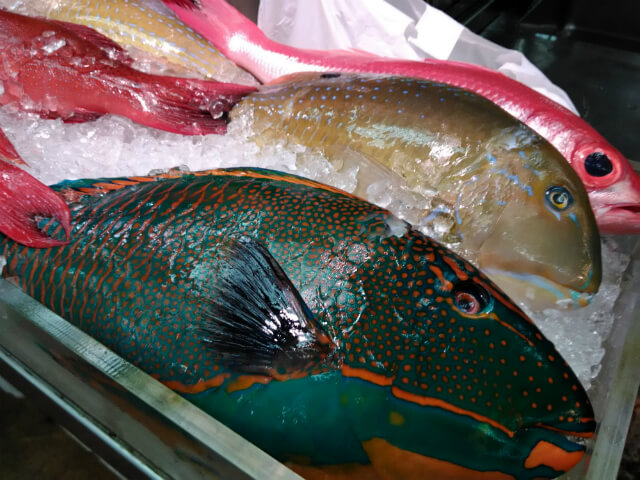 沖縄の市場で熱帯魚を撮影