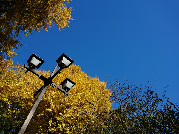 Xperia XZ1 Compact カメラ作例：秋晴れの空でイチョウ