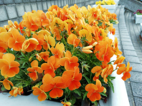 HUAWEI nova lite 2 カメラ作例:花を使った接写のテスト