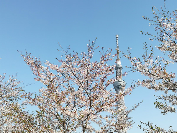 ズーム撮影(写真:左 HUAWEI nova lite 2、右 HUAWEI P10 liteで撮影)