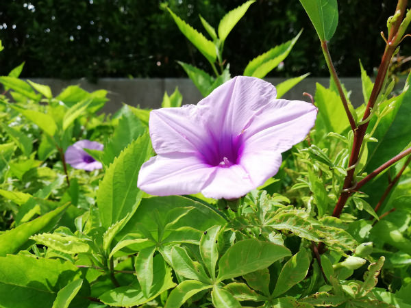 雨上がりに撮った花