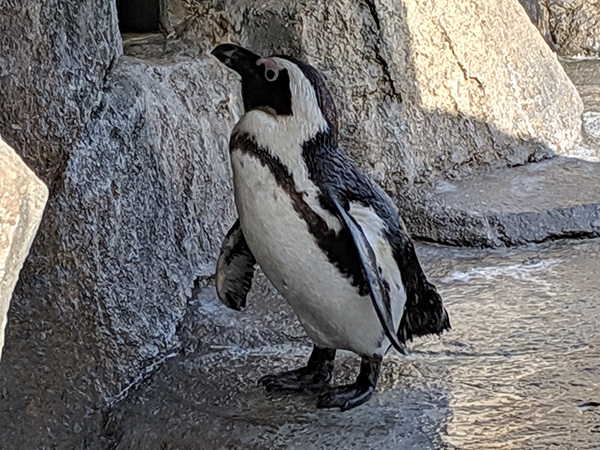 日陰にいるペンギンに接近。水に濡れてペタッとした毛の質感も自然に記録できた