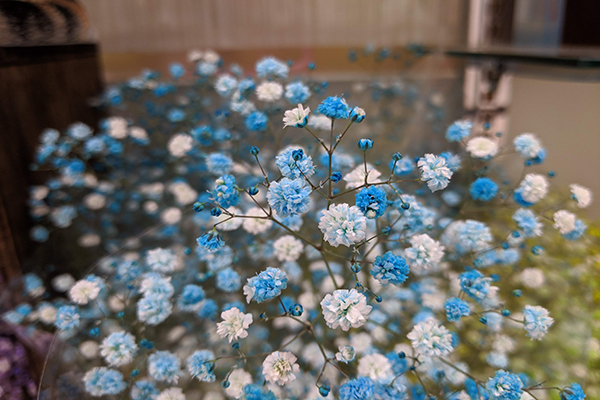 Pixel 3a XLで花をマクロ撮影
