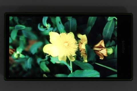 写真では伝えきれないが、画面は発色も良く鮮やか。葉の細部まで美しく表現できている