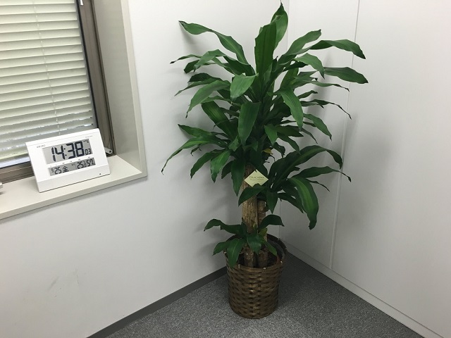 iPhone 6sで撮影した写真