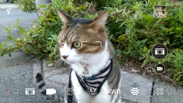 ピントが合わないときはタップすることでフォーカスをあてられる