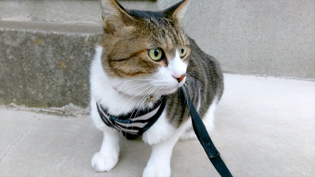 不規則に動き回る動物や子供の撮影は、シャッターのタイミングが重要となります
