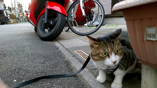あえて後ろにフォーカスを合わせることも可能