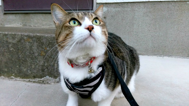 動きがはやいと少しブレがち
