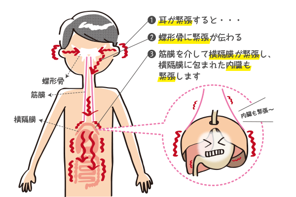 身体の仕組みの図