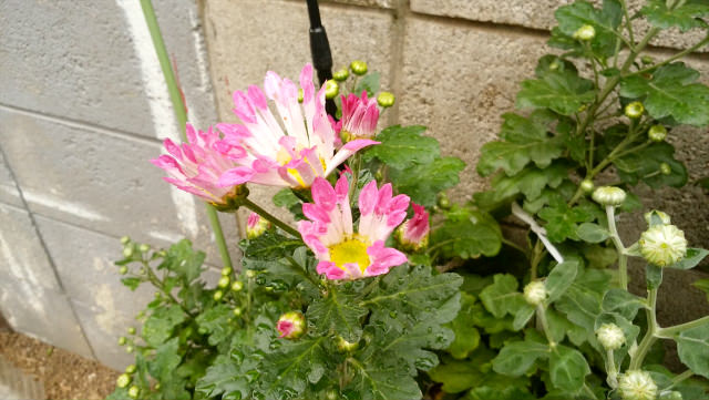 特に設定を変更することなく花を撮影して、このクオリティが出せます