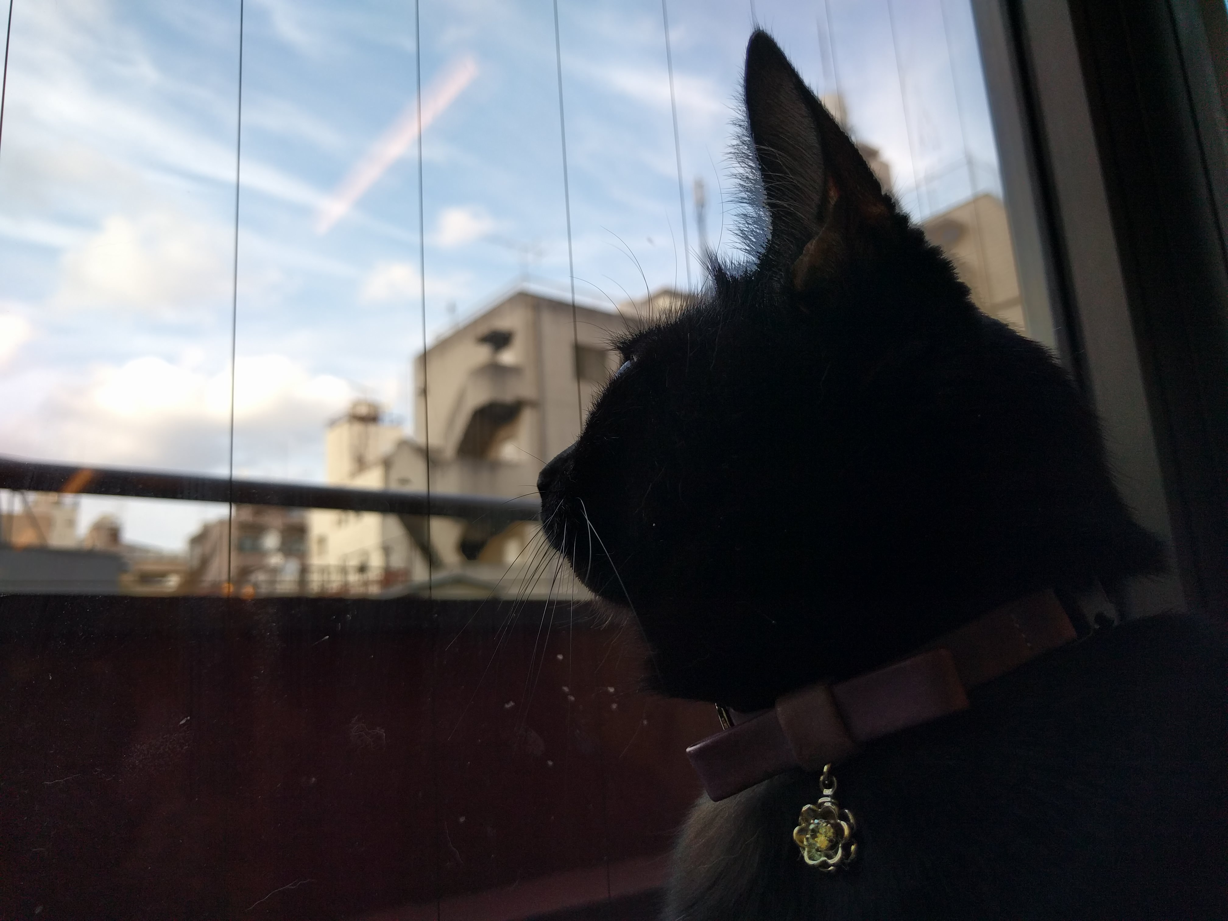 逆光での撮影:Nexus 6P