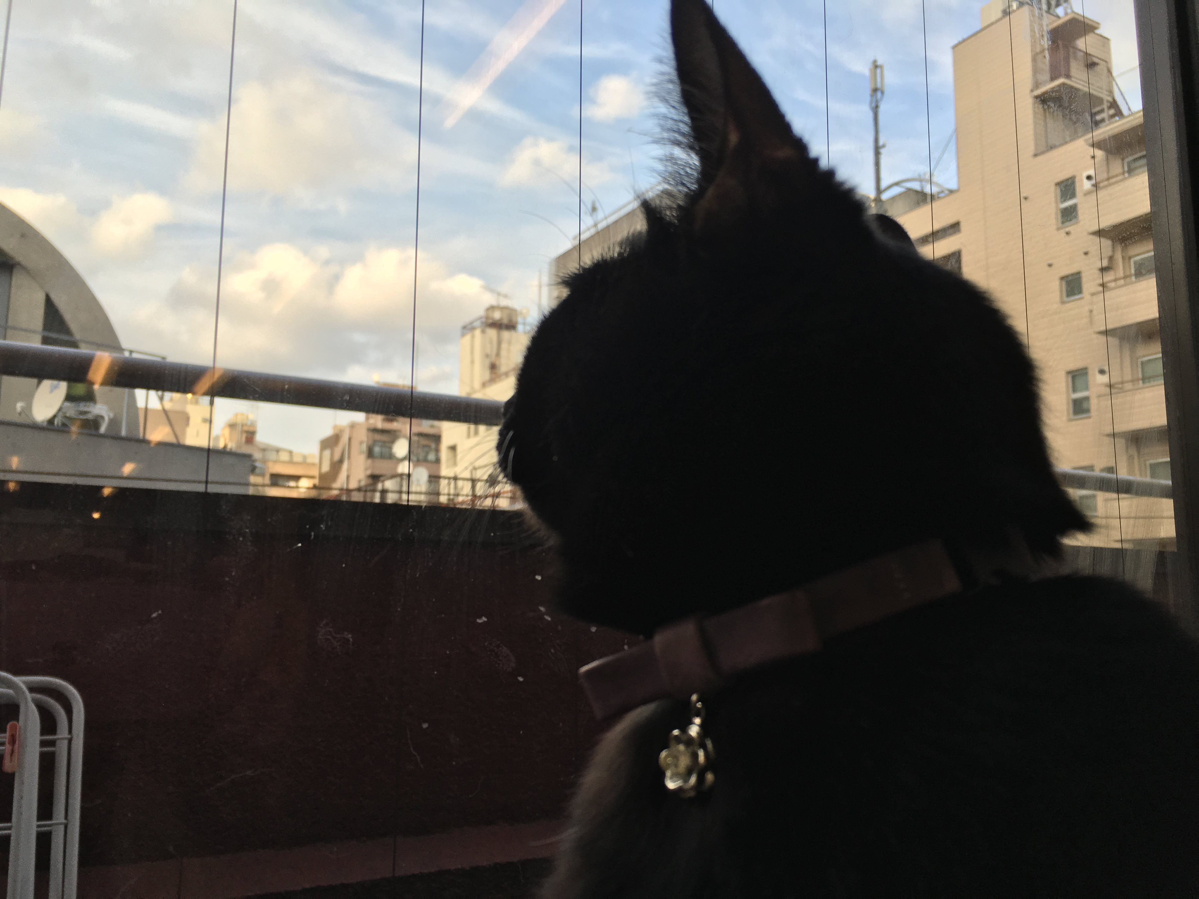 逆光での撮影:iPhone 6s