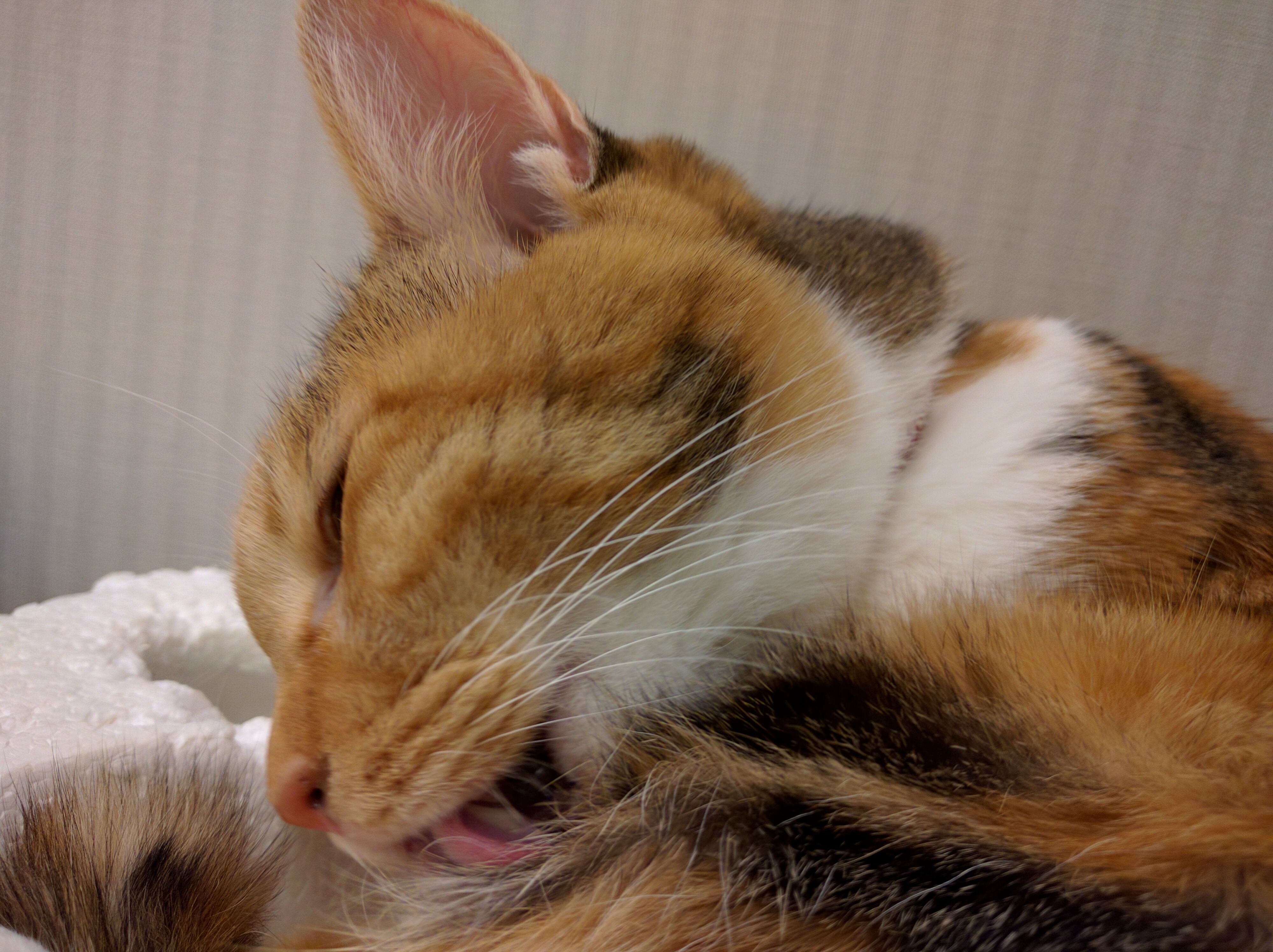室内で動きのある猫を撮影