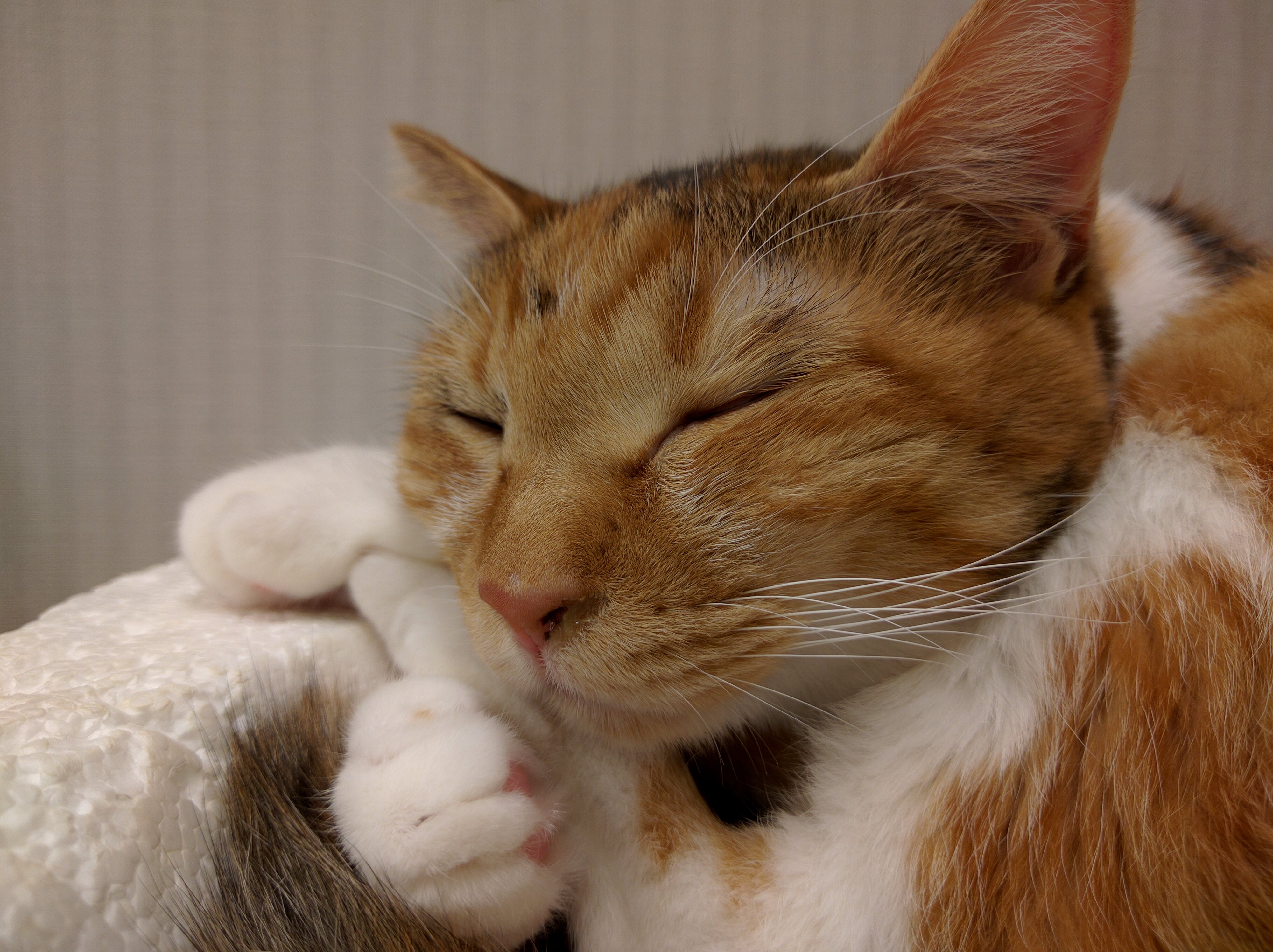 室内で動きのある猫を撮影