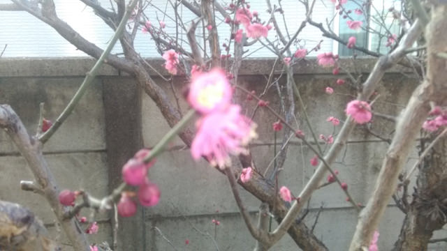 梅の花にピントがなかなか合わない