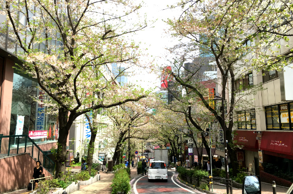 朝の渋谷:さくらの名所でもある桜坂