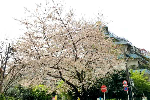 昼の渋谷:セルリアンタワーそばの桜はまだまだ咲いていました
