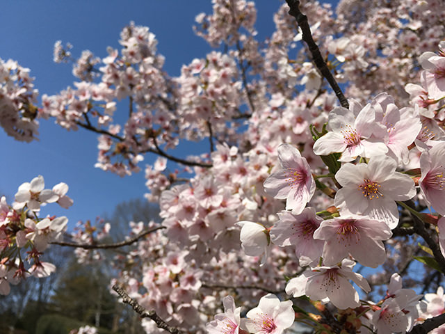 桜の花を撮影