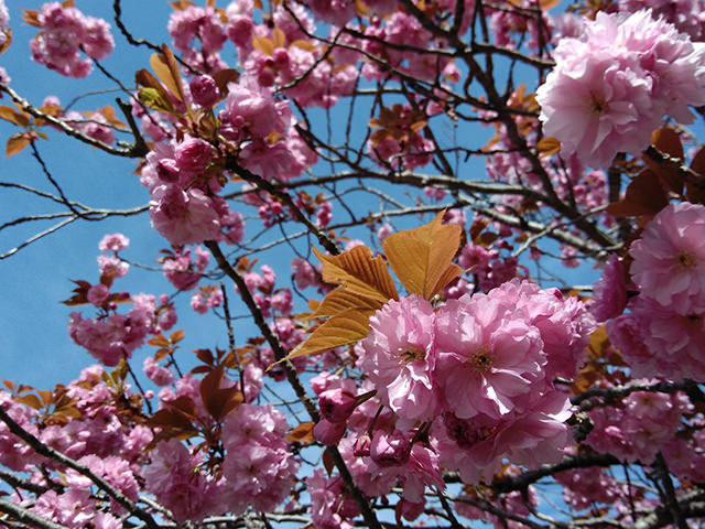 昼間に撮影した桜の花