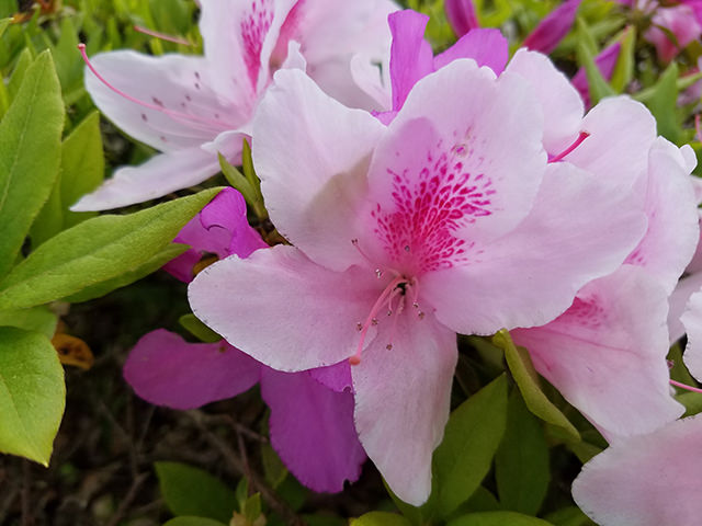 日中に撮影した花