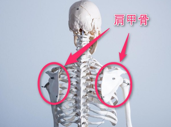 肩甲骨